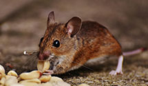 24 Hour & Emergency Exterminators in Appalachian State Univ, NC